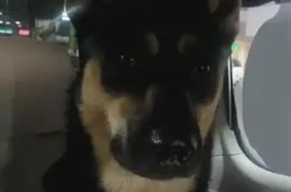 Help Find Lost Dogs: Gemma & Boi - $500 Reward