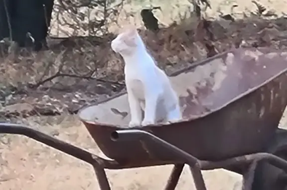 Lost White & Ginger Cat in Centurion