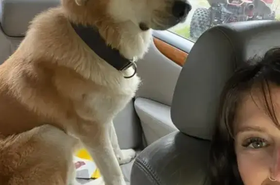 Lost Light Tan Great Pyrenees in TN