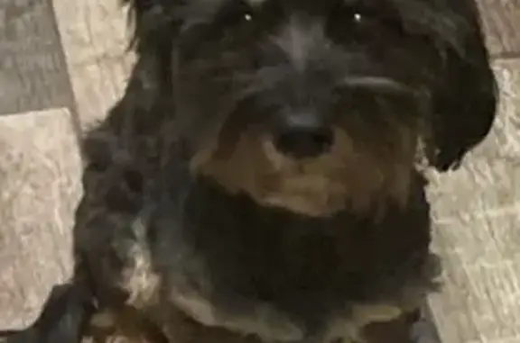 Lost: 16-Year-Old Black Dog Thumper