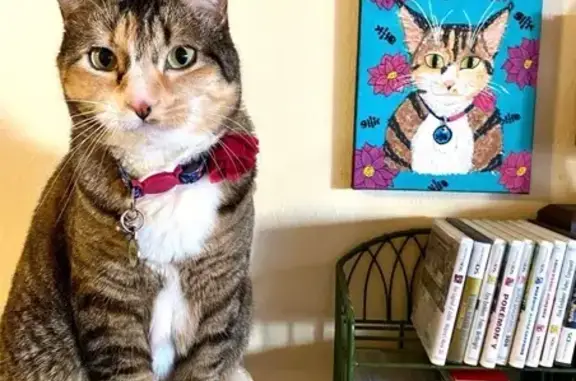 Lost Cat: Friendly Tri-Color in Englewood
