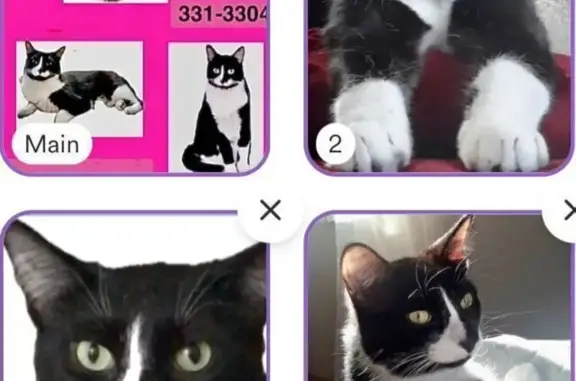 Missing cat Muskegon, photo: Find Eddie: Tuxedo Cat, $1,000 Reward!