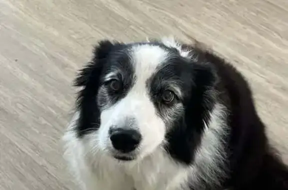 Lost Border Collie: Bonnie in Sunshine Coast