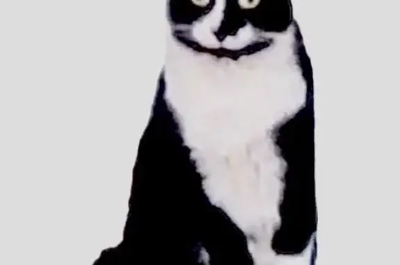 Found pets Muskegon, photo: Found cat, Muskegon