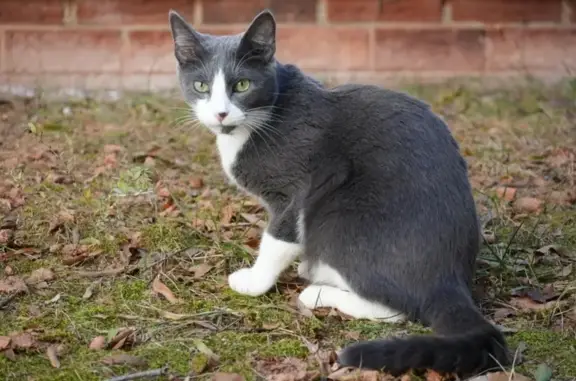 Help Find Leo: Gray Cat, Green Eyes