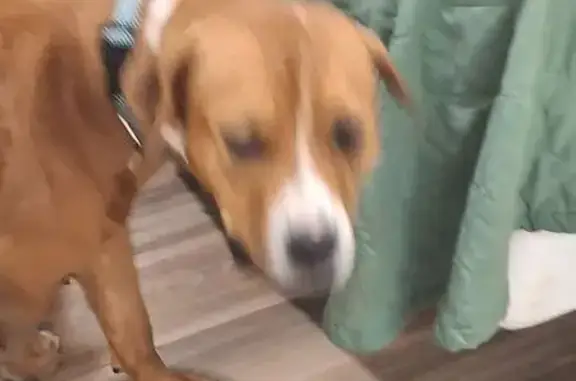 Missing dog , photo: Lost Dog: Red with White Stripes in LA