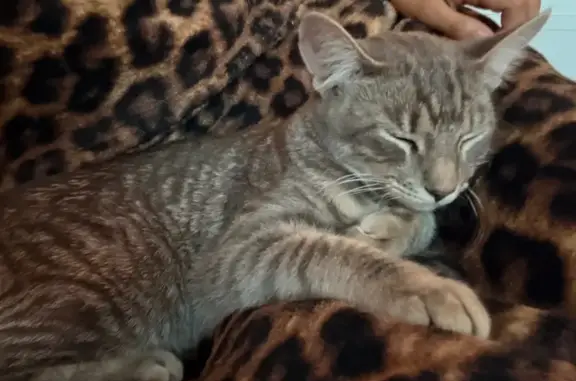 Lost Kitten: Friendly, Red Collar, Striped