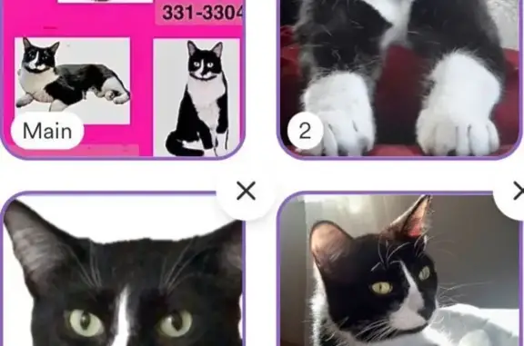 Missing cat Muskegon, photo: Lost Cat: Distinctive White Socks, Muskegon