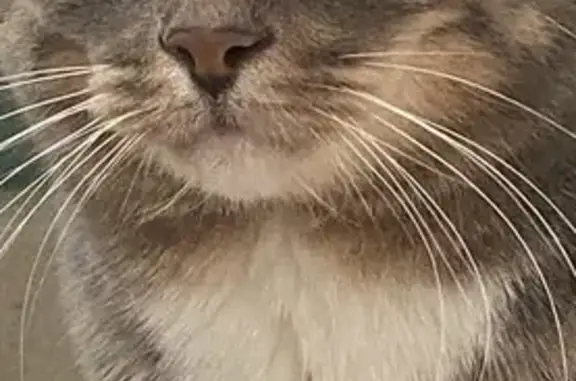 Lost Friendly Cat: Grey Swirls, Reward!