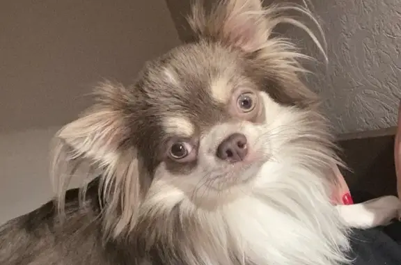 Зникла собака Льоня: триколор чіхуахуа!