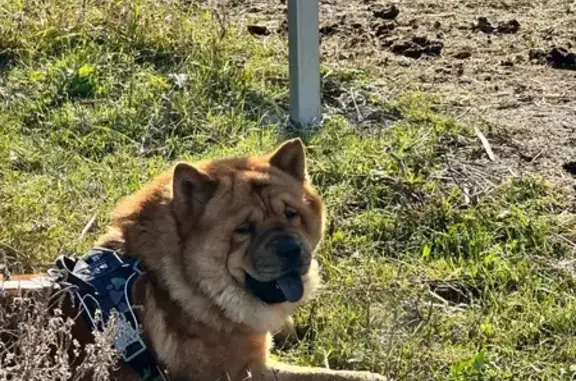 Зникла собака Чау Чау на Пирнівській, 3