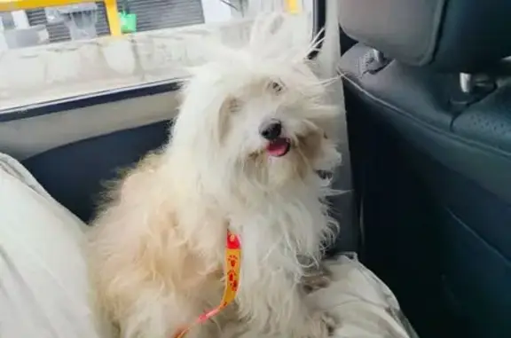 Perro perdido: blanco y miel en Nezahualcóyotl