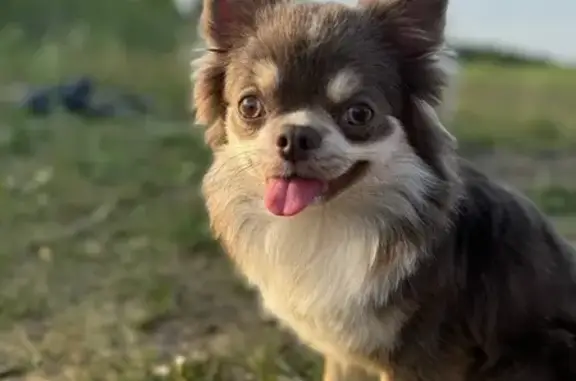 Загубився мій малюк, довгошерстий чіхуахуа, триколор (переважно сірий, грудка біла) чіпований, звати Льоня! Можливо хтось бачив його чи підібрав, благаю, поверніть за винагороду!!! Телефонуйте в будь-який час 0679111521 Подія була 26.10.2025 о 16.10 на автодорозі Кривий Ріг-Кропивницький, в районі населених пунктів Новгродка та Новоандріівка. Можливо хтось бачив його, хтось підібрав, буду вдячна за будь-яку інформацію. Якщо знайшли, благаю, поверніть за будь-яку винагороду!!! Ветеринари, якщо побачите мого малого, він чіпований, повідомте, вся інформація про мене є! Всім буду дуже вдячна за допомогу, за інформацію, за репост!!! 0679111521