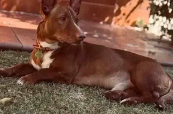 Perro Marrón Perdido en El Puerto de Santa María