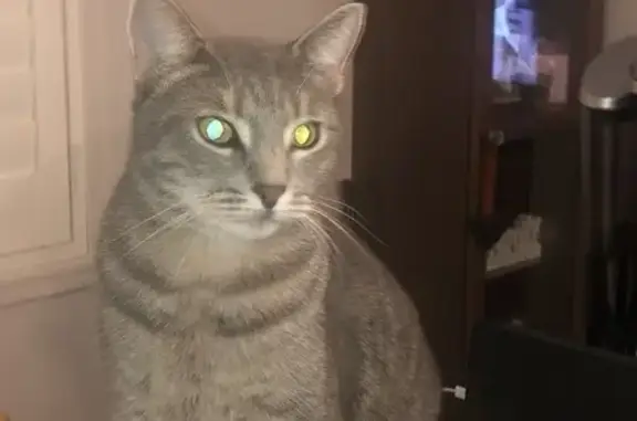 Lost Light Grey Tabby in Sunshine Coast