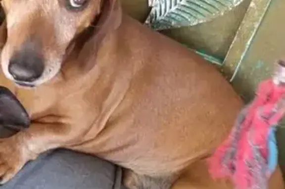 Lost: Brown Dog, 10+, Faradale Dr, 53