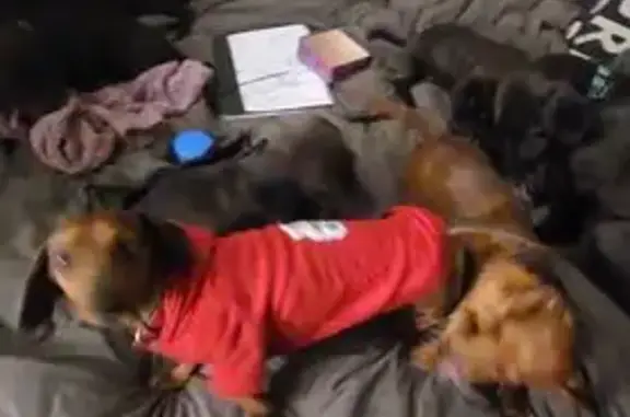 Lost Dog Dapple: Skinny, Odd Eyes, Faradale