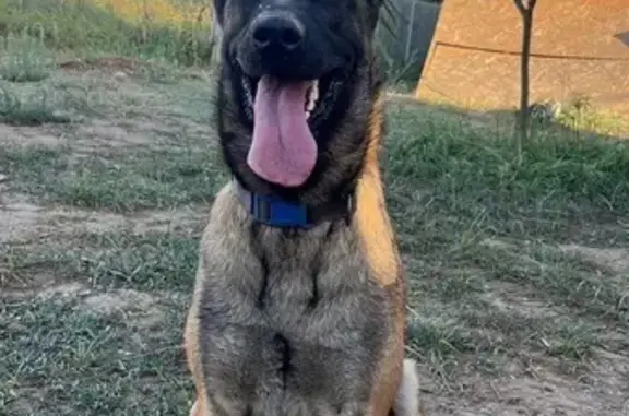 ¡Ayuda a encontrar a Benji, perro perdido!