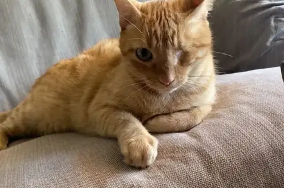 Gato Perdido con Un Solo Ojo en Murcia