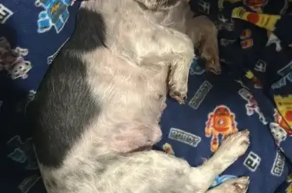 ¡Perrita perdida en Netzahualcóyotl!