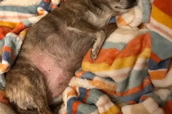 Lost: Elderly Brindle Chihuahua, Tucson