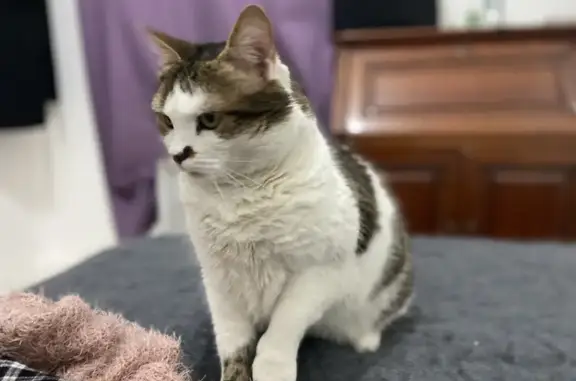 Chat perdue, pelage blanc tacheté marron - photo