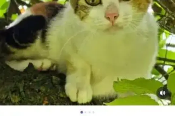 Chat perdu, , photo: Chatte 4 couleurs perdue à Salperwick