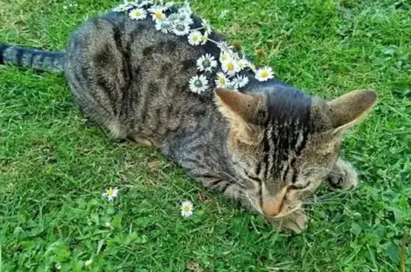 Animaux perdus Flers, photo: Chat perdu à Flers, Rue Saint-Georges