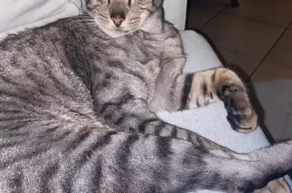 Chat perdu, Grand sur pattes, Normandie - photo
