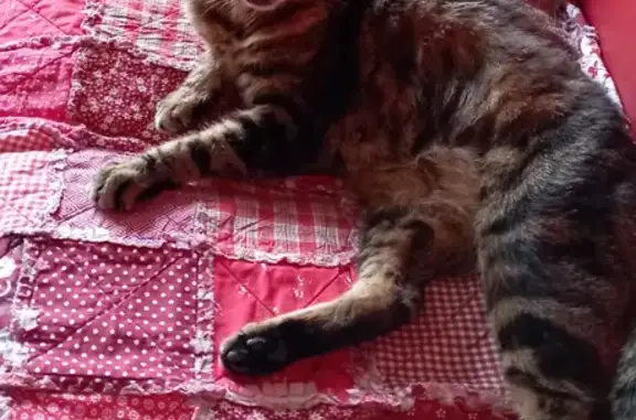 Chat perdu, , photo: Chat perdu : Pillou, 16 ans, rue Chapdeville