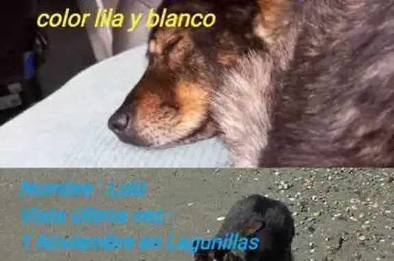 Perra Mayor Perdida en Málaga: Collar Lila