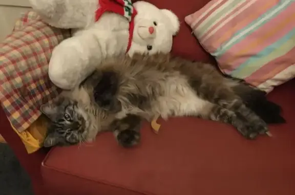 Chat perdu : Noisette, blanc-beige-gris, Hyères - photo