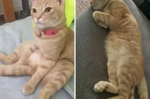 Gata Beige Perdida en Córdoba: Collar Rosa