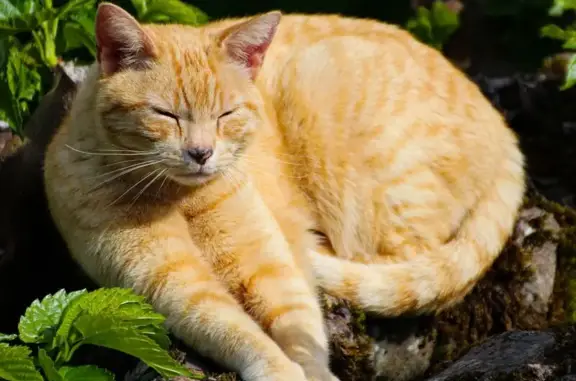 Chat tigré roux perdu à Plougastel-Daoulas - photo