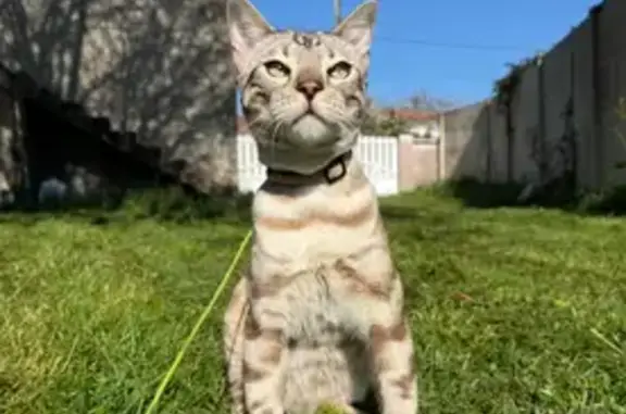 Chat du Bengale perdu à Chaillevette - photo