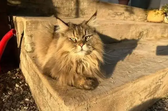 Lost Fluffy Tabby Cat on 2nd St, Randburg