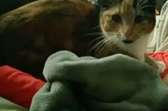 Animaux perdus Fampoux, photo: Chat tricolore perdu, Rue des Iris, Fampoux