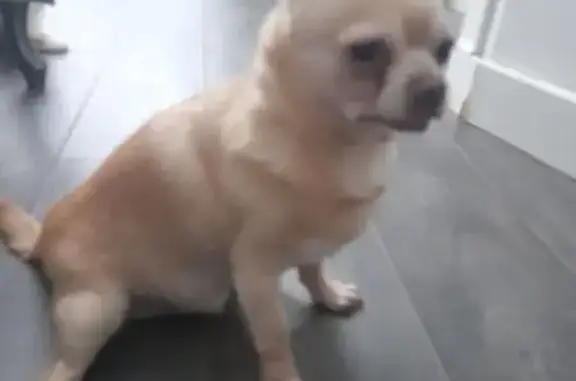 Perro Rubio Perdido en Paseo de los Castaños