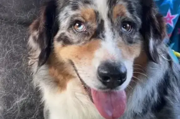 Chien perdu: Berger Australien, Pleurtuit - photo