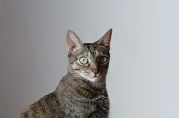 Gata Atigrada Perdida en Barcelona