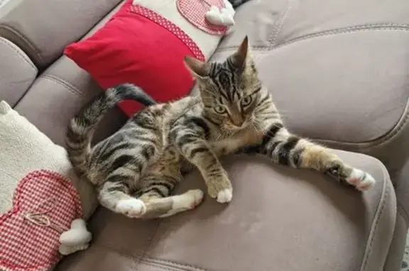 Animaux trouvés , photo: Chat tigré câlin trouvé à Saint-Quentin
