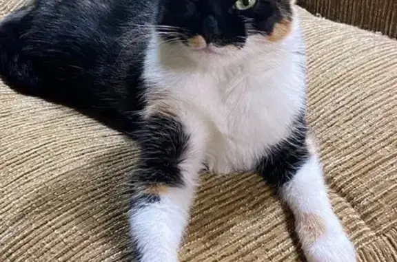 Зникла триколірна кішка Бетсі...