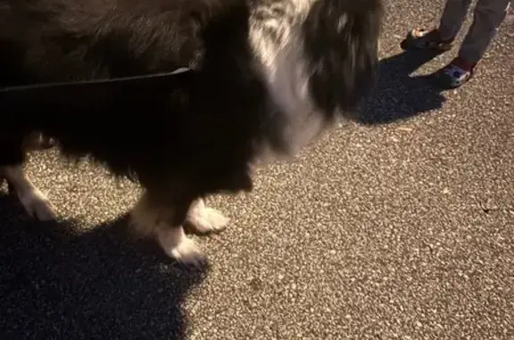 Lost and found pets Ormond Beach, photo: Found Husky Mix on Pine Cone Trail