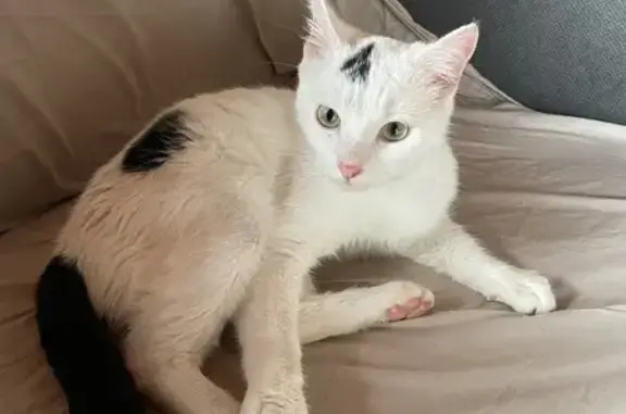 Chat trouvé Nouvelle-Aquitaine, photo: Chaton mâle noir et blanc trouvé à Saint-Vaize