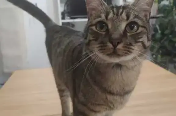 Animaux perdus Palaiseau, photo: Chat perdu à Palaiseau, harnais bleu