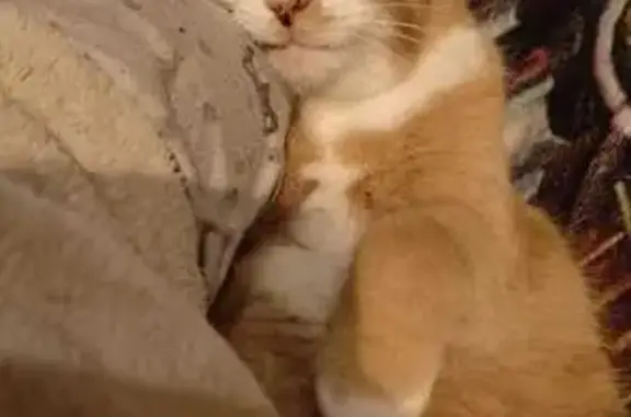 Animaux perdus , photo: Chat roux-blanc perdu à Bellevesvre