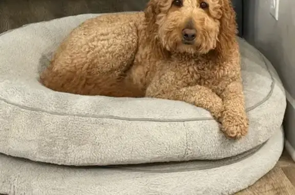 Missing dog Jacksonville, photo: Lost Dog Near Peter's Rd, Jacksonville