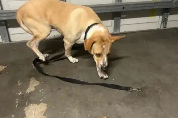 Found dog Miami, photo: Found Senior Dog: Sweet, Trained, Miami