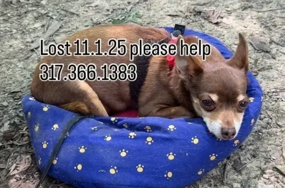 Missing dog Fishers, photo: Lost Brown Chihuahua: Needs Daily Meds