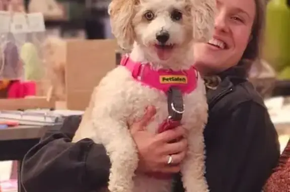 Lost Dog in Tie-Dye Harness - Ferguson St